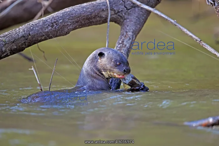 : Giant Otter eating a fish Pantanal area Mato Grosso : Giant Otter eating a fish Pantanal area Mato Grosso
