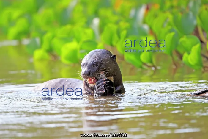: Giant Otter eating a fish Pantanal area Mato Grosso : Giant Otter eating a fish Pantanal area Mato Grosso