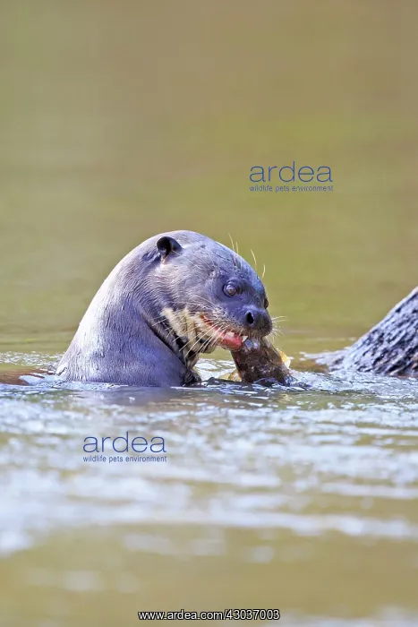: Giant Otter eating a fish Pantanal area Mato Grosso : Giant Otter eating a fish Pantanal area Mato Grosso