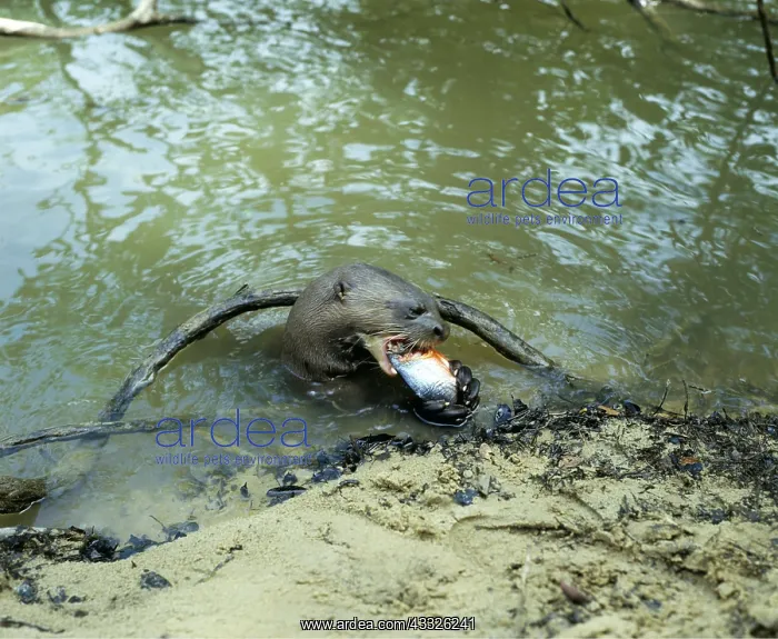 : GIANT OTTER - eating fish at riverbank : GIANT OTTER - eating fish at riverbank