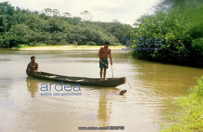 : GIANT OTTER - Fishermen in boat : GIANT OTTER - Fishermen in boat