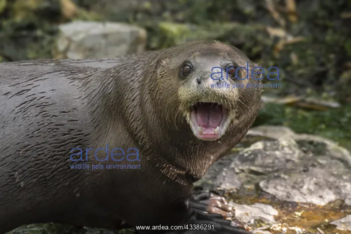 : Giant otter, giant river otter (Pteronura brasil : Giant otter, giant river otter (Pteronura brasil
