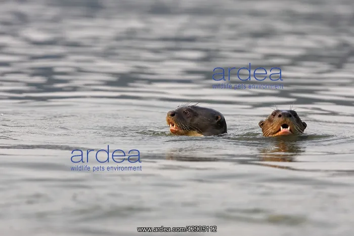 : Giant Otter - in Lake Sandoval : Giant Otter - in Lake Sandoval