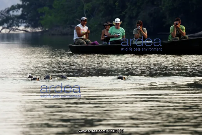 : Giant Otter - in Lake Sandoval : Giant Otter - in Lake Sandoval