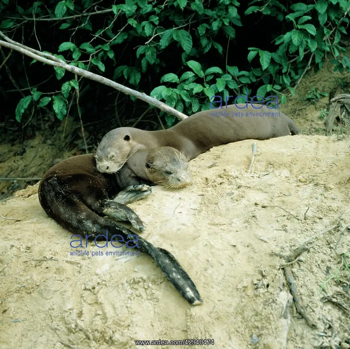 : GIANT OTTER - Pair sleeping on riverbank : GIANT OTTER - Pair sleeping on riverbank