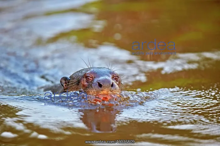 : Giant Otter Pantanal area Mato Grosso Brazil South America : Giant Otter Pantanal area Mato Grosso Brazil South America