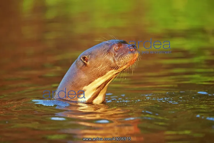 : Giant Otter Pantanal area Mato Grosso Brazil South America : Giant Otter Pantanal area Mato Grosso Brazil South America