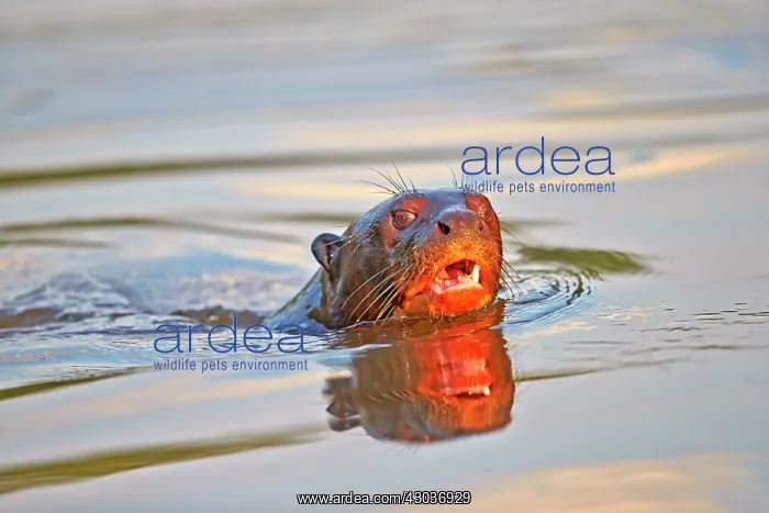 : Giant Otter Pantanal area Mato Grosso Brazil South America : Giant Otter Pantanal area Mato Grosso Brazil South America