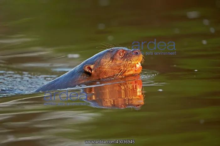 : Giant Otter Pantanal area Mato Grosso Brazil South America : Giant Otter Pantanal area Mato Grosso Brazil South America