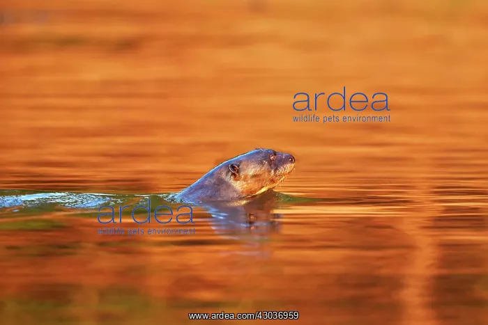 : Giant Otter Pantanal area Mato Grosso Brazil South America : Giant Otter Pantanal area Mato Grosso Brazil South America