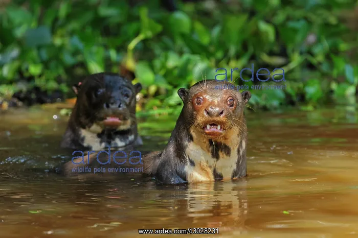  : Giant Otter, Pantanal Wetlands, Mato Grosso, Brazil