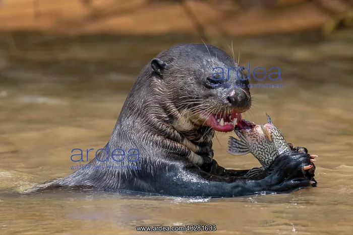 : Giant otter (Pteronura brasiliensis), eats captured : Giant otter (Pteronura brasiliensis), eats captured