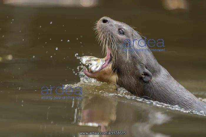 : Giant otter (Pteronura brasiliensis) : Giant otter (Pteronura brasiliensis)