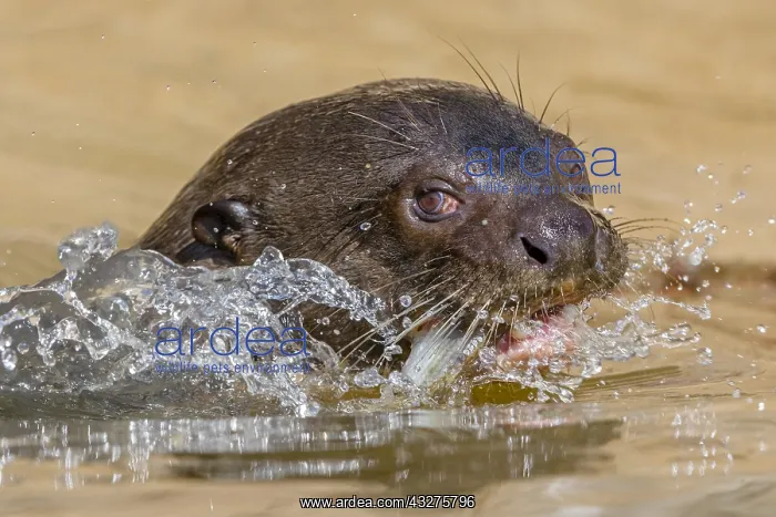 : Giant Otter (Pteronura brasiliensis) close-up : Giant Otter (Pteronura brasiliensis) close-up