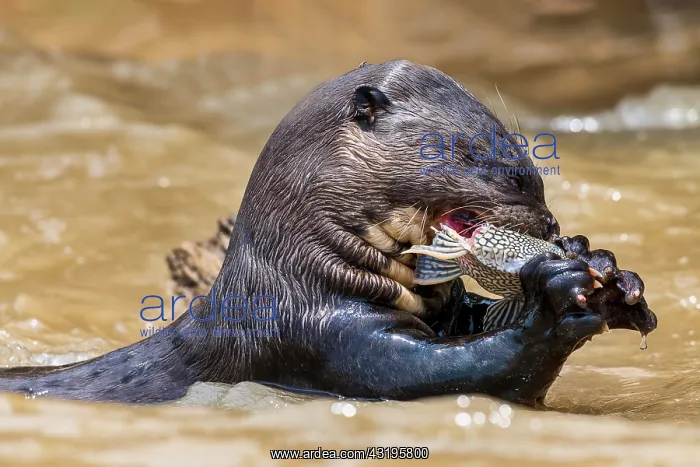 : Giant otter (Pteronura brasiliensis) eats a captured : Giant otter (Pteronura brasiliensis) eats a captured