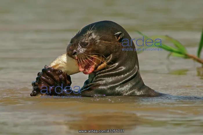 : Giant otter (Pteronura brasiliensis) eats captured : Giant otter (Pteronura brasiliensis) eats captured