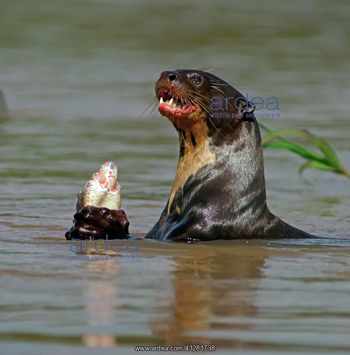 : Giant otter (Pteronura brasiliensis) eats captured : Giant otter (Pteronura brasiliensis) eats captured