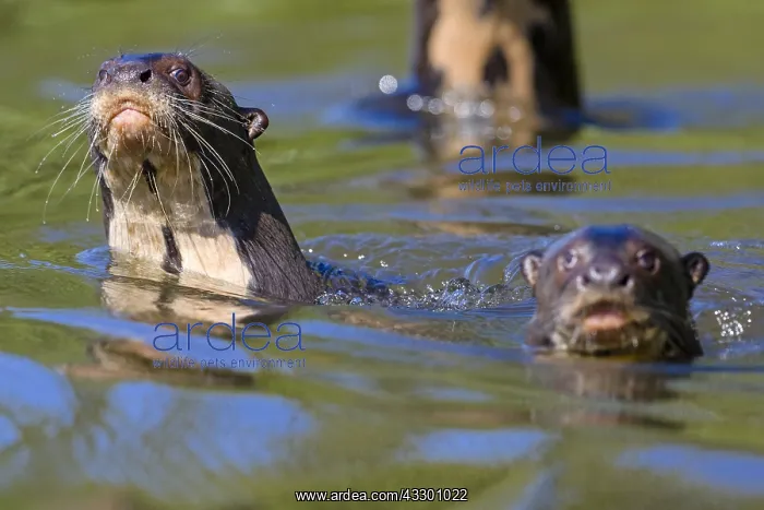 : Giant Otter (Pteronura brasiliensis) family swi : Giant Otter (Pteronura brasiliensis) family swi