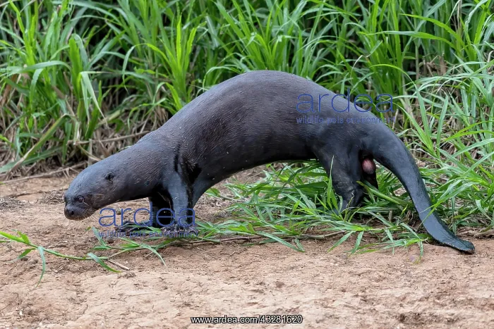 : Giant otter (Pteronura brasiliensis), male, on land : Giant otter (Pteronura brasiliensis), male, on land