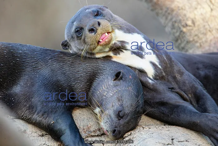 : Giant otter (Pteronura brasiliensis) Pantanal Brazil : Giant otter (Pteronura brasiliensis) Pantanal Brazil