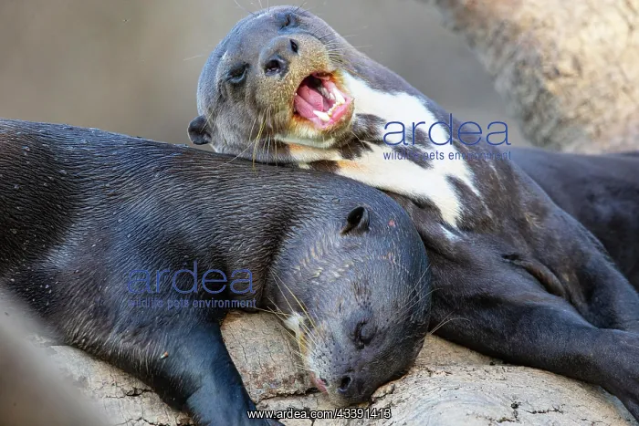 : Giant otter (Pteronura brasiliensis) Pantanal Brazil : Giant otter (Pteronura brasiliensis) Pantanal Brazil