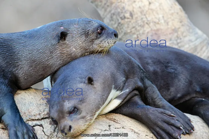 : Giant otter (Pteronura brasiliensis) Pantanal Brazil : Giant otter (Pteronura brasiliensis) Pantanal Brazil