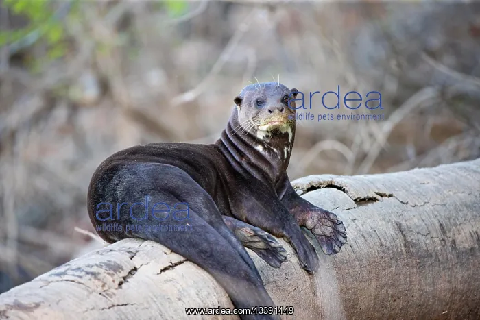 : Giant otter (Pteronura brasiliensis) Pantanal Brazil : Giant otter (Pteronura brasiliensis) Pantanal Brazil