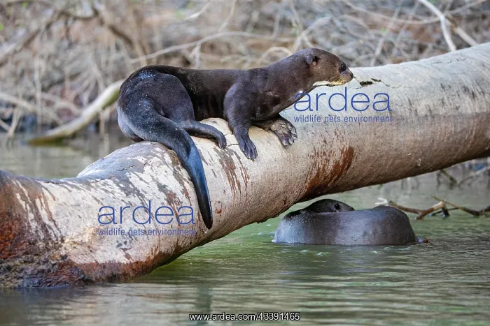 : Giant otter (Pteronura brasiliensis) Pantanal Brazil : Giant otter (Pteronura brasiliensis) Pantanal Brazil