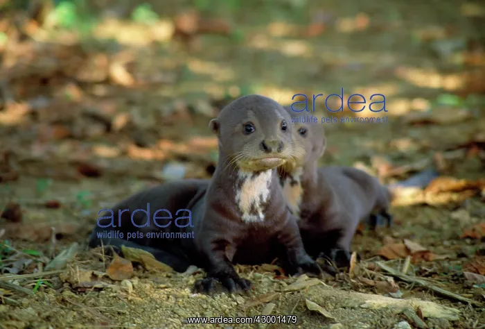 : Giant Otter - pups : Giant Otter - pups