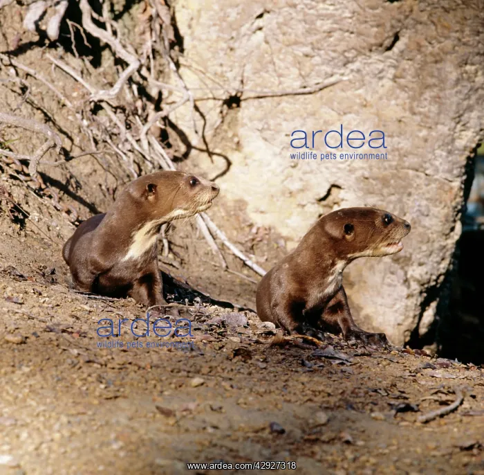 : Giant OTTER - two pups sitting on riverbank : Giant OTTER - two pups sitting on riverbank