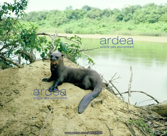 : Giant Otter - On river bank : Giant Otter - On river bank