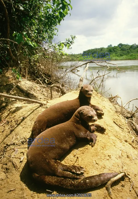 : GIANT OTTER - on riverbank : GIANT OTTER - on riverbank