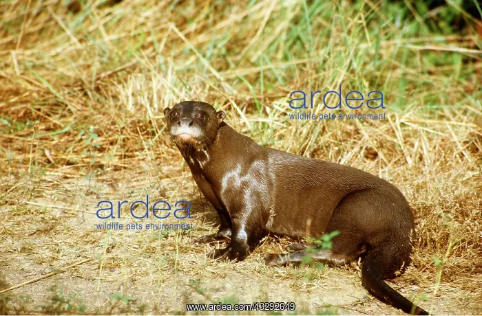 : GIANT OTTER - wet, on riverbank : GIANT OTTER - wet, on riverbank