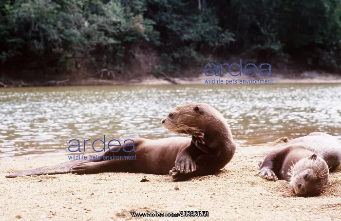 : GIANT OTTER - x two lying down on riverbank : GIANT OTTER - x two lying down on riverbank