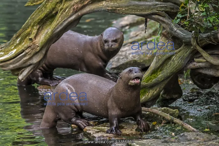 : Two giant otters, giant river otter (Pteronura b : Two giant otters, giant river otter (Pteronura b
