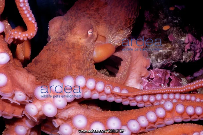 : GIANT PACIFIC OCTOPUS : GIANT PACIFIC OCTOPUS