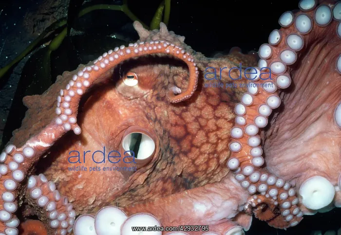 : Giant Pacific Octopus - showing Siphon : Giant Pacific Octopus - showing Siphon
