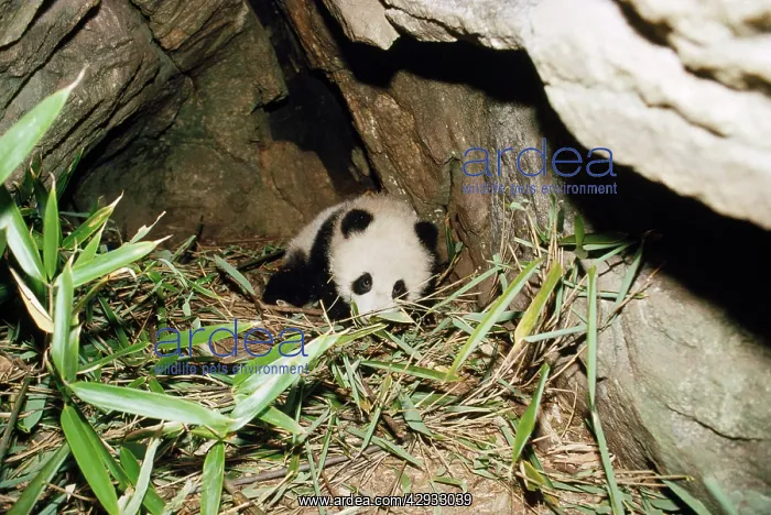 : Giant Panda - 4 month old baby in den : Giant Panda - 4 month old baby in den