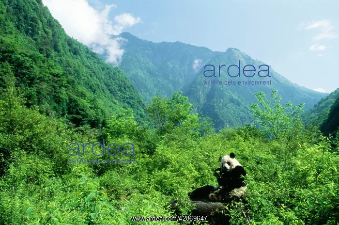 : Giant Panda : Giant Panda