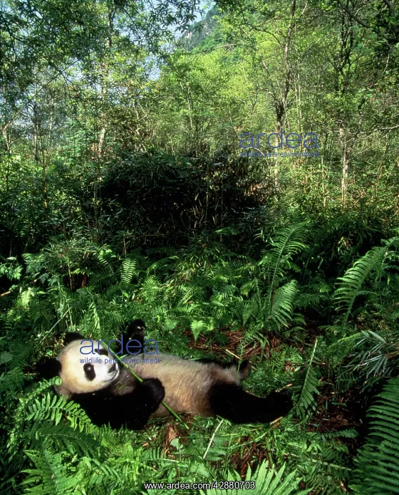 : Giant Panda : Giant Panda