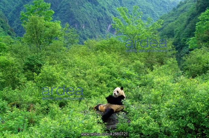  : Giant Panda