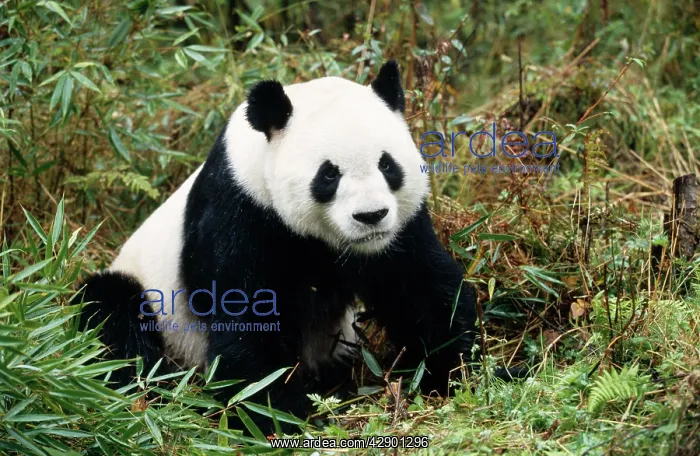 : GIANT PANDA : GIANT PANDA