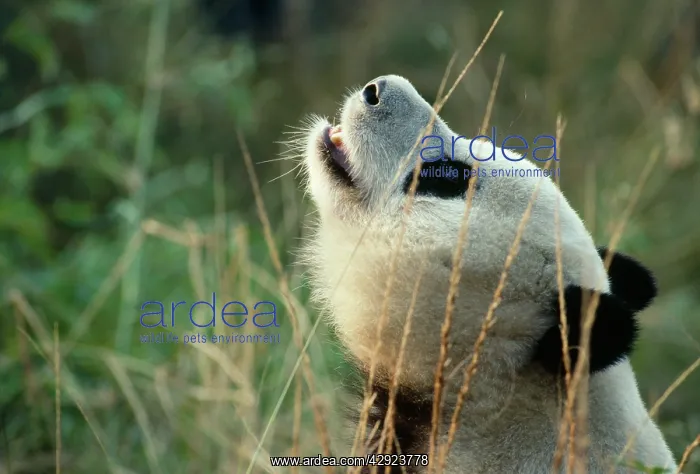: Giant Panda : Giant Panda