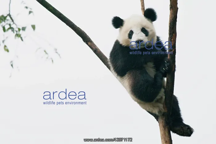 : Giant Panda : Giant Panda