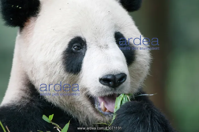 : Giant Panda : Giant Panda