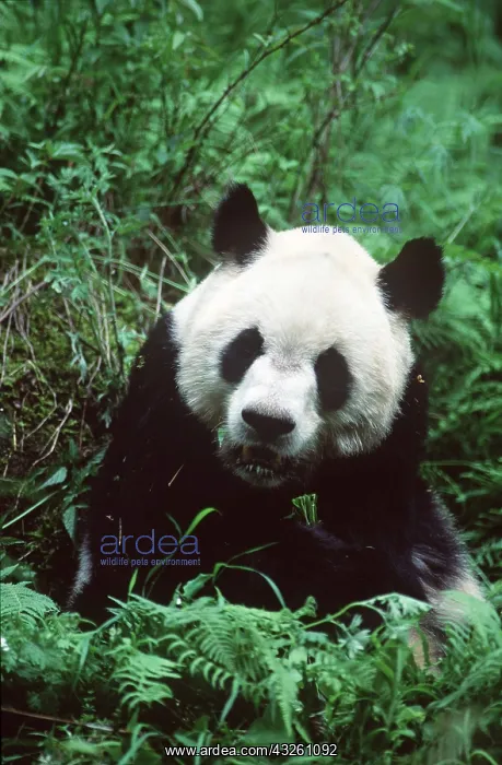 : GIANT PANDA : GIANT PANDA