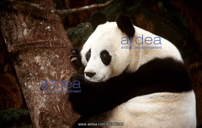 : GIANT PANDA : GIANT PANDA
