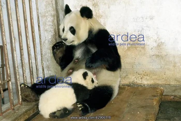 : Giant Panda - adult with young suckling : Giant Panda - adult with young suckling