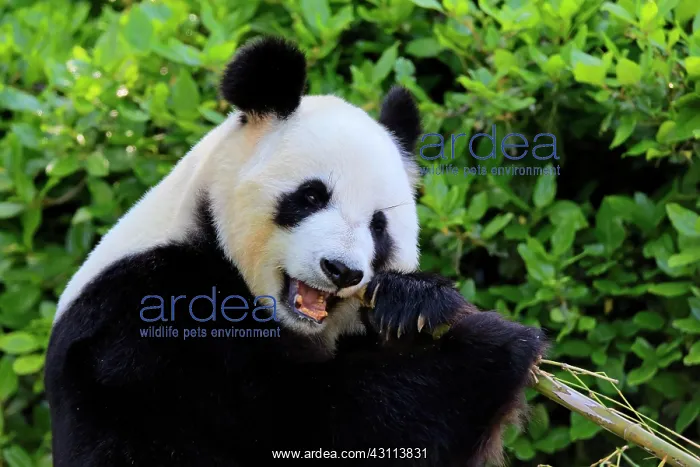 : Giant Panda (Ailuropoda melanoleuca), adult feeding : Giant Panda (Ailuropoda melanoleuca), adult feeding