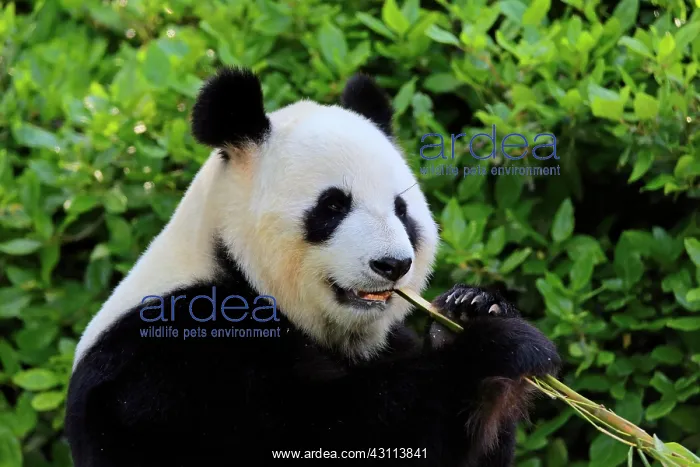 : Giant Panda (Ailuropoda melanoleuca), adult feeding : Giant Panda (Ailuropoda melanoleuca), adult feeding